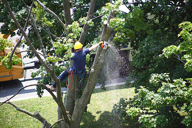 Leaf Removal in Cascade Chipita Park, CO