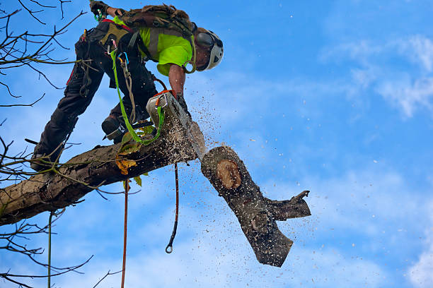 Cascade Chipita Park, CO Tree Removal Services Company